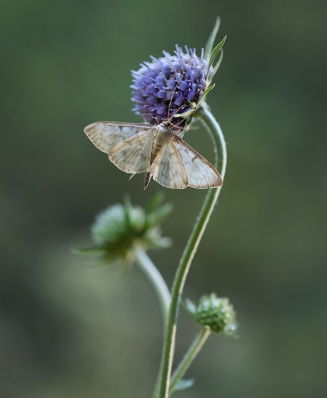 вечер.бабочка.цветок ***photo preview