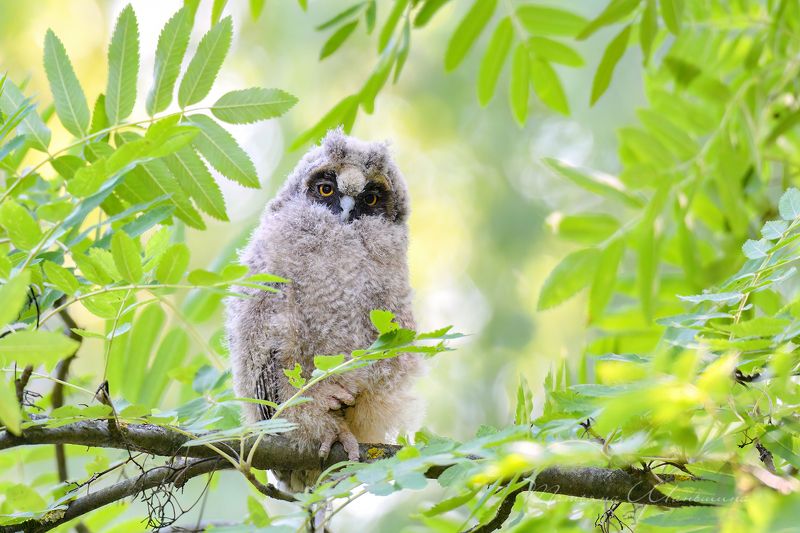 Маленькое чудоphoto preview