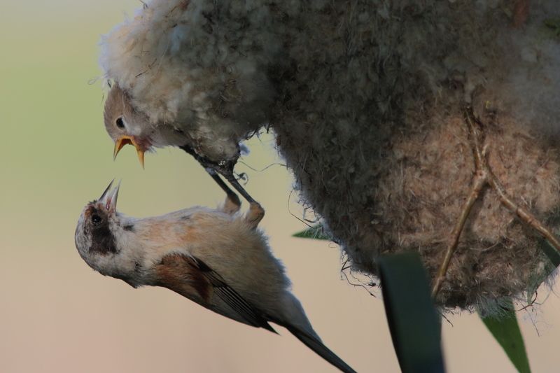 животные, дикая природа, природа, птицы, ремез, анималистика Здравствуй, мама!..photo preview