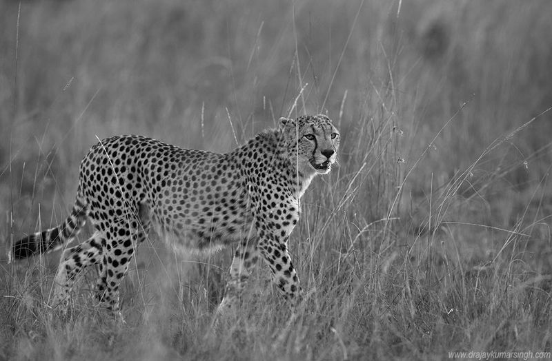 Cheetah Savannah Masai Mara Cheetah in Savannahphoto preview