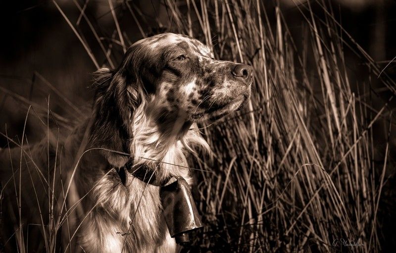 английский_сеттер, портрет, охота Сезон охотыphoto preview