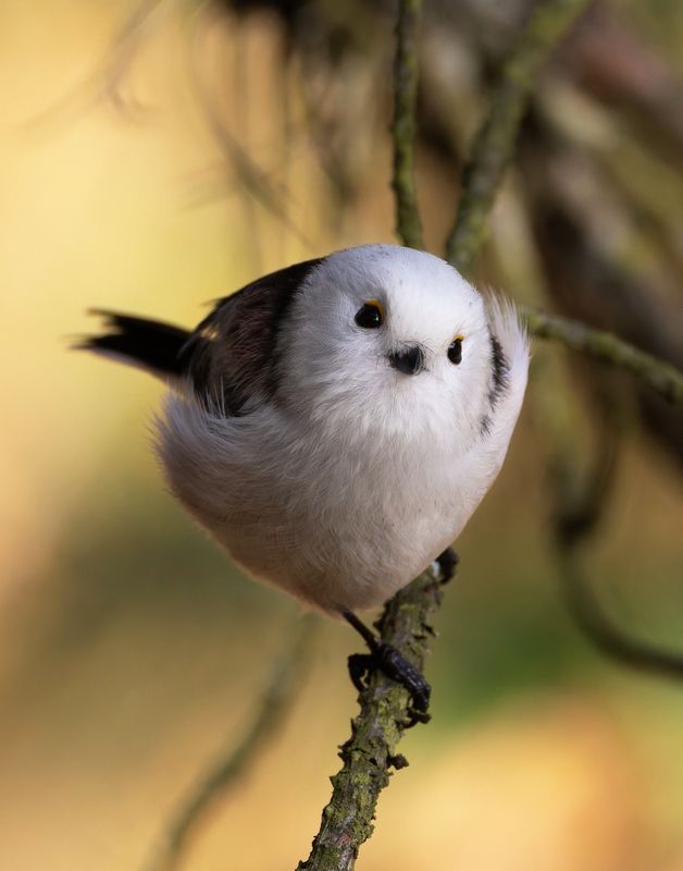 длиннохвостая синица, ополовник, птицы, фото птиц Длиннохвостая синица.photo preview