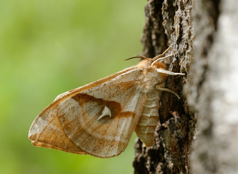 Рыжий ночной павлиний глазphoto preview