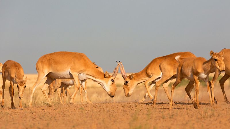 Сайгак, Калмыкия, заповедник,  Спарингphoto preview