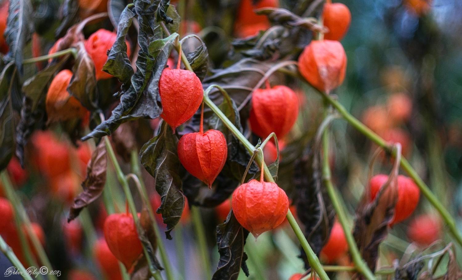 ***. Автор: Орлов Олег , Орлов Олег