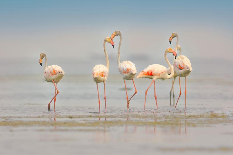 flamingo.bird,birds,nikon,wild,water,shadows,lake,pond,flowers,swan,colors,nikon,beauty,nature,animals,eyes,egret,songbird,jungle,white,wings,fly Flamingosphoto preview