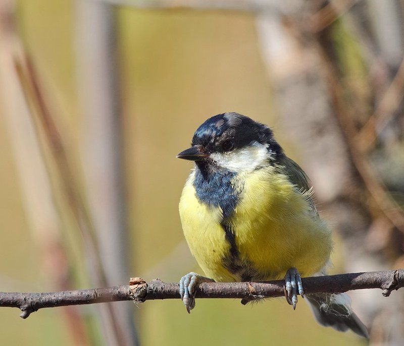 Самый важный...photo preview