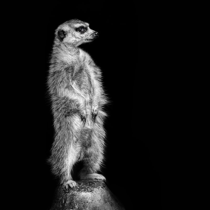 сурикаты, волк, тигр, кошки, ворон, лиса, шпиц, сиб белоголовый Нешуточные портретыphoto preview