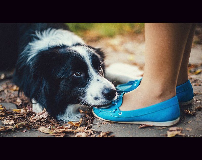 border, collie *****photo preview