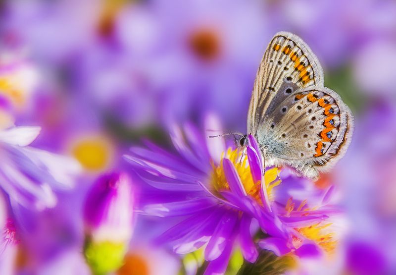 Осенний цветphoto preview