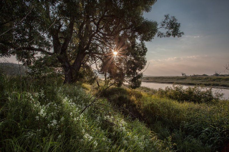 Дорогобуж, Июнь, Пушкарёво, Днепр У молодого Днепраphoto preview