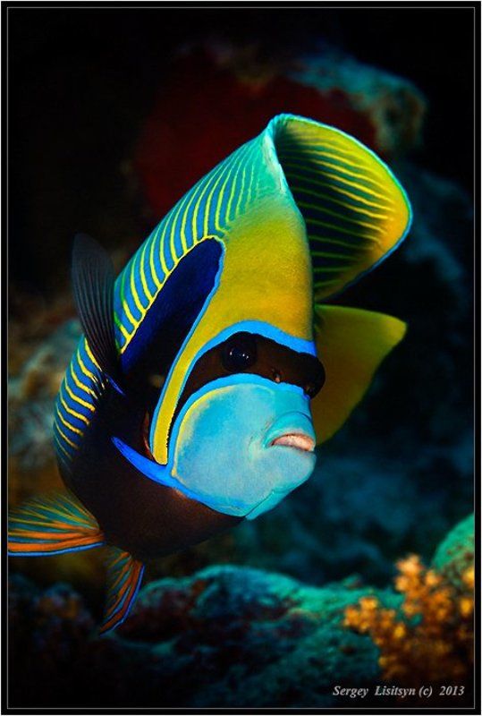 Император.photo preview