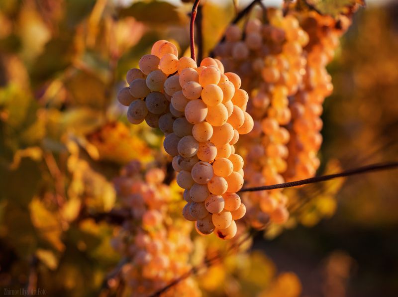 Autumn, Grapes, Sweetness, Виноград, Грозди винограда, Десерт, Золотая осень, Осень Осенний десертphoto preview