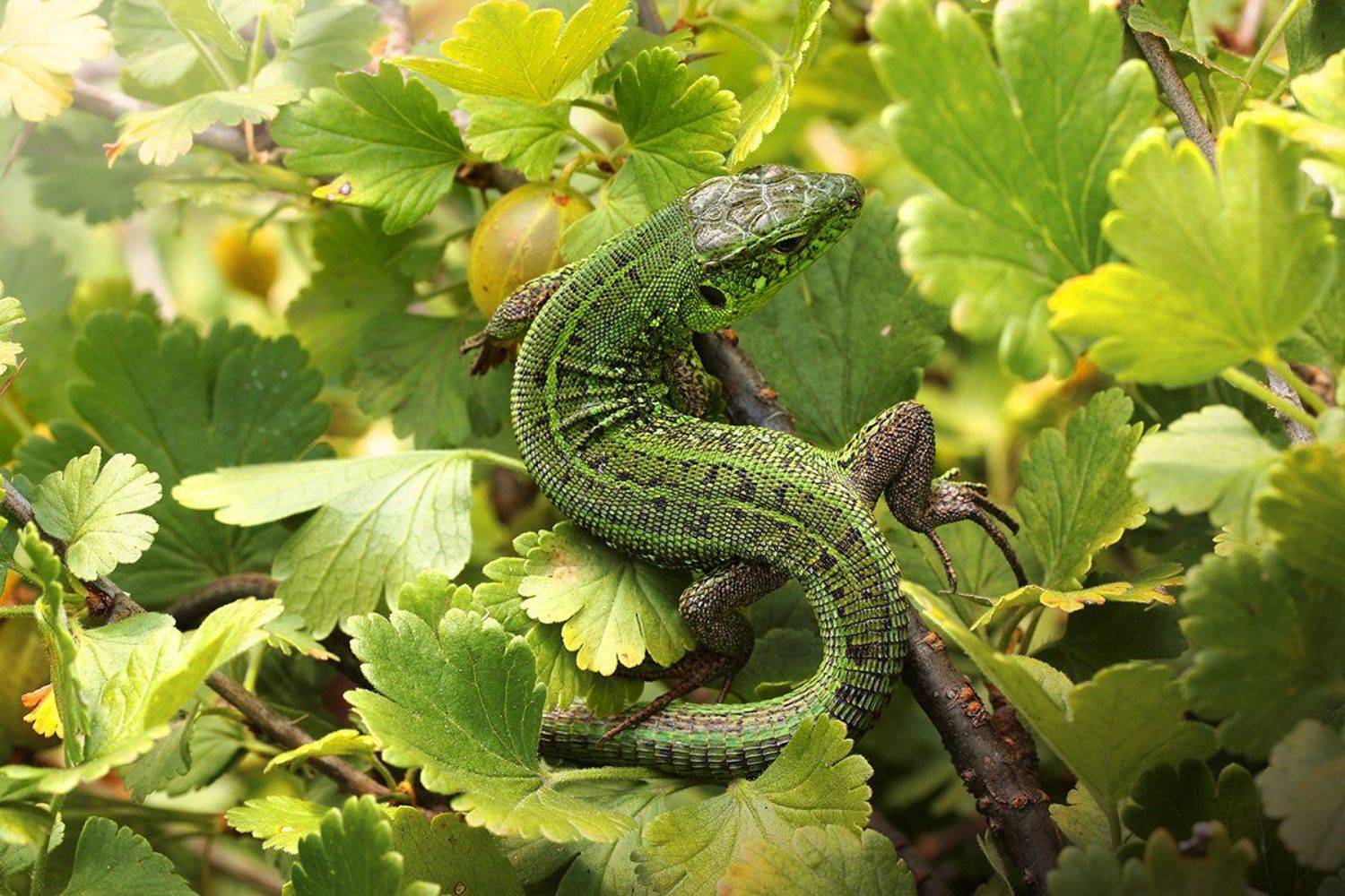 S. Автор: Роман Рысь Крыжовник, Самец ящерицы, Ящерица прыткая, Роман Рысь