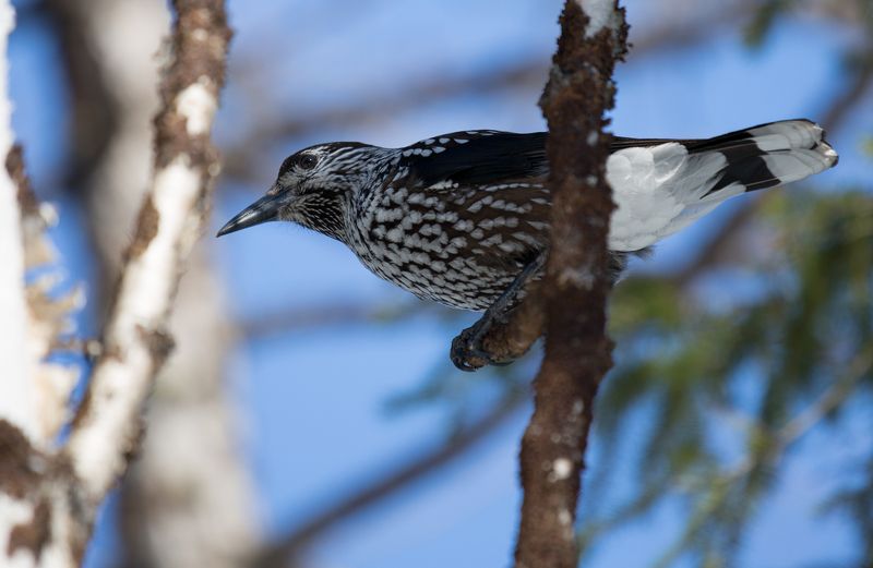 Кедровкаphoto preview