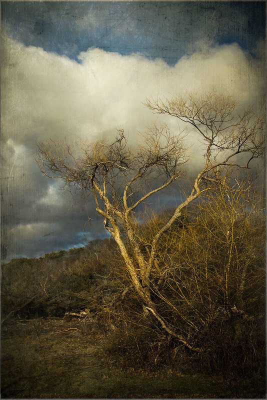 Ассимиляцияphoto preview