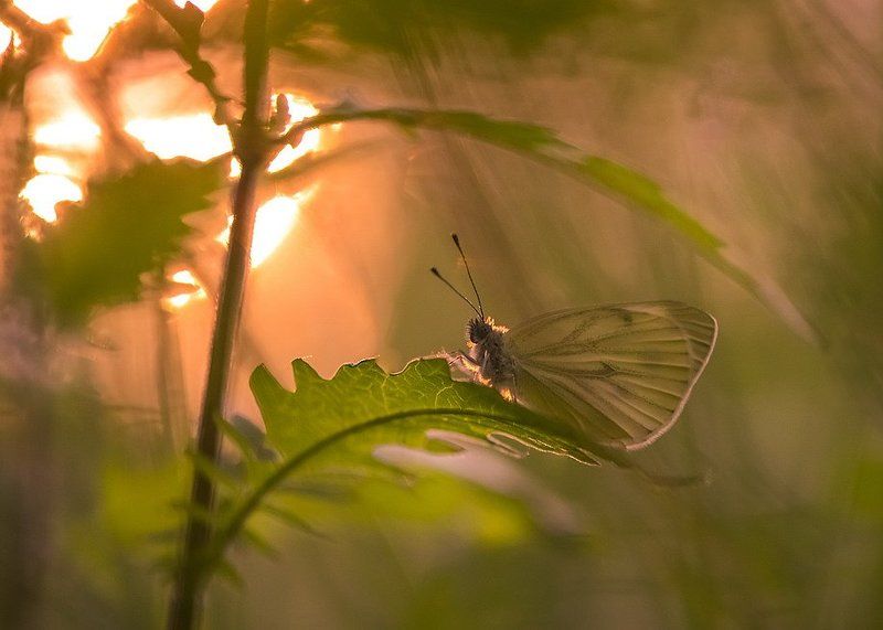 Краски вечера.photo preview