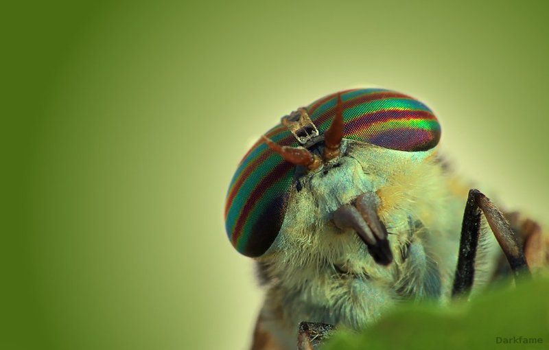 Fly, macro, insect, Horse fly Я лётчик!photo preview