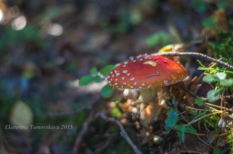 Осеньphoto preview