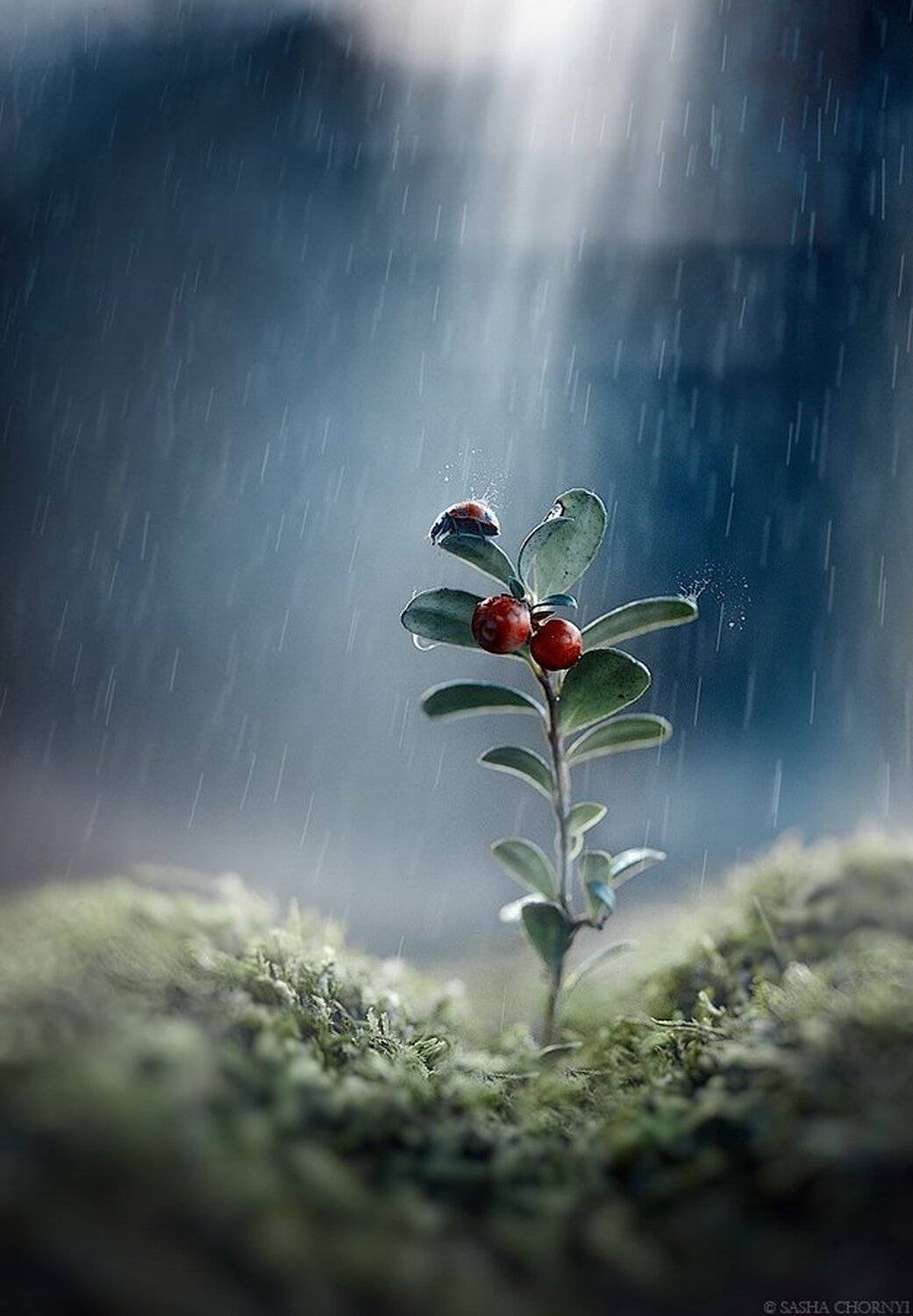 Коростышев, Макро, Макро истории, Макро красота, Макро мир, Макро фото, Украина, Александр Чорный