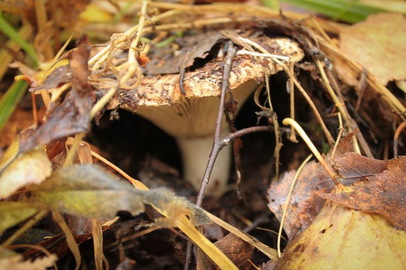 Волшебный лесphoto preview