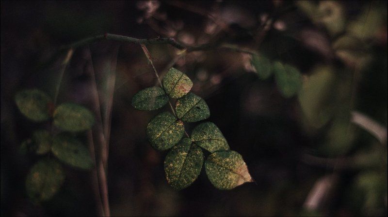 Осень, Природа, Утро Утреннее сухоеphoto preview