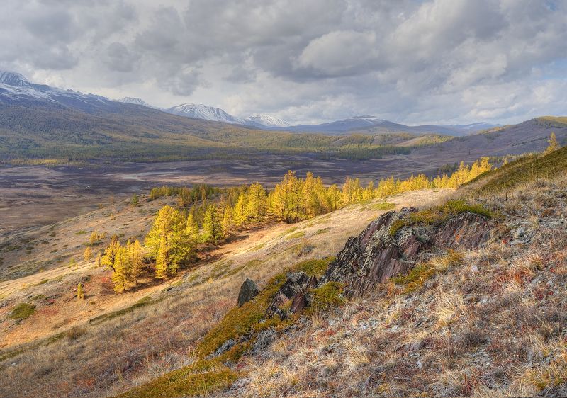 Золотая жилаphoto preview