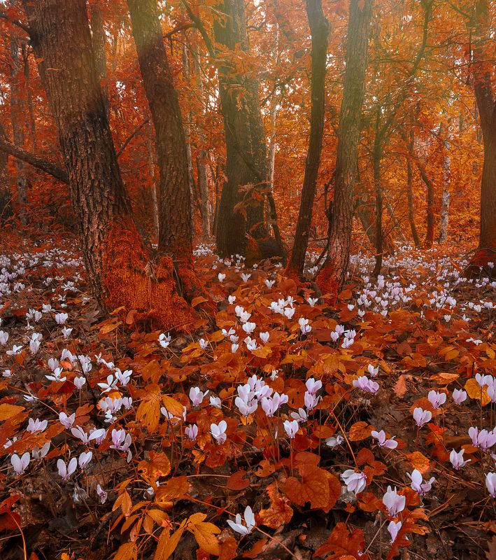 landscape, nature, flowers, focus stack, Bulgaria, Canon 6D Deep Forest Magicphoto preview