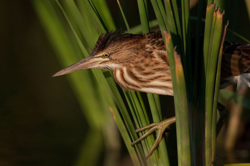 птица,выпь, Малая выпьphoto preview