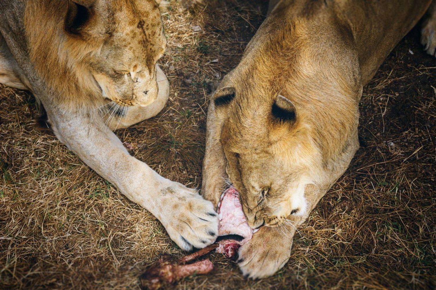 Трапеза. Автор: Андрей Лободин Animals, Color, Food, Light, Nature, Nikon, Wildlife, Андрей Лободин