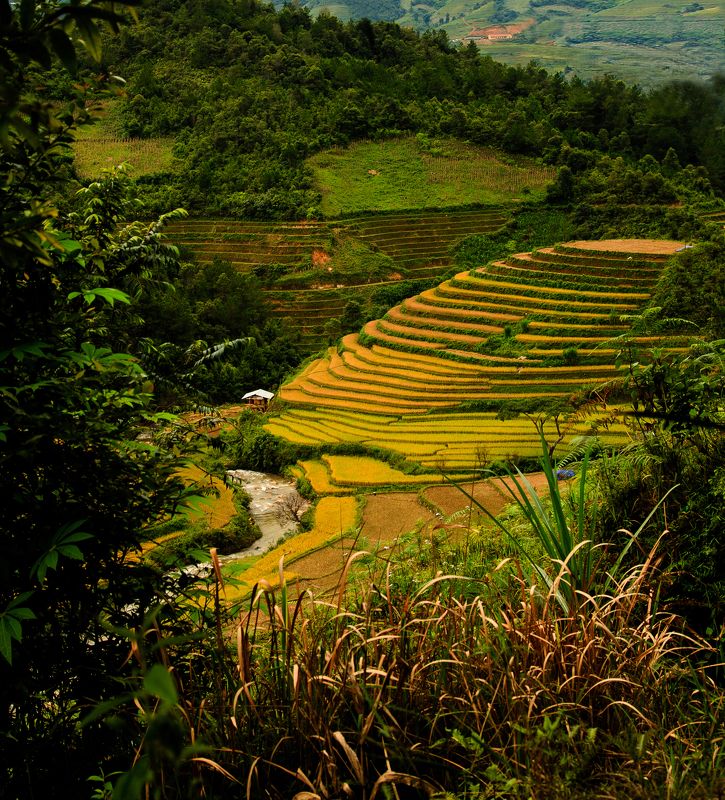 haquangi2k, Vietnam