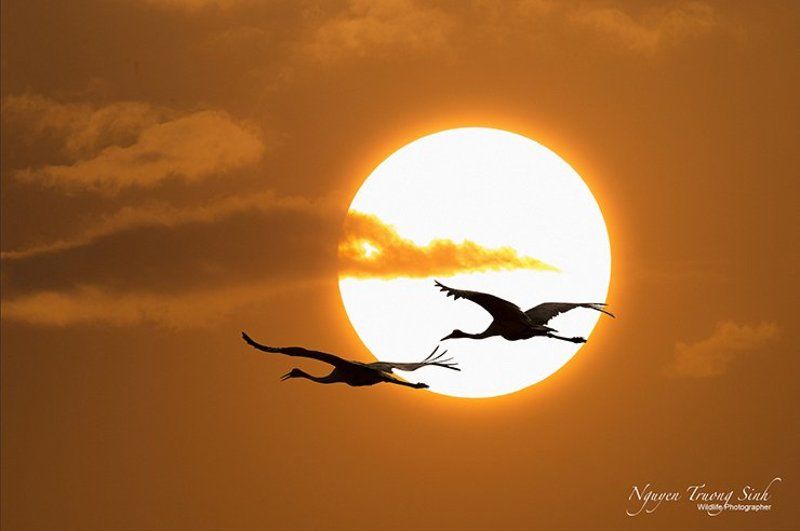 Cranes coming homephoto preview