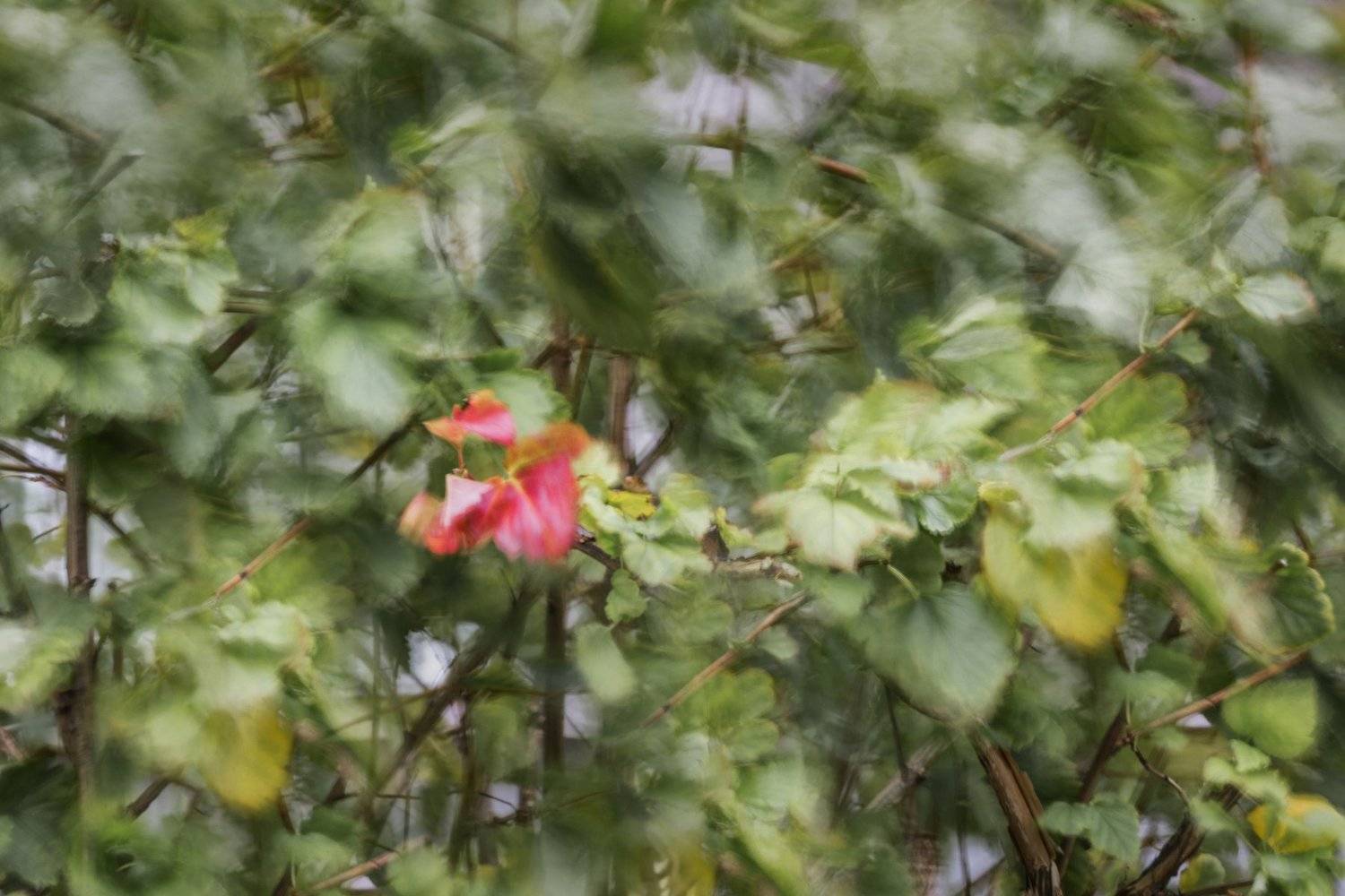 Первый лист осени. Автор: Константин Миронов осень листья , Константин Миронов