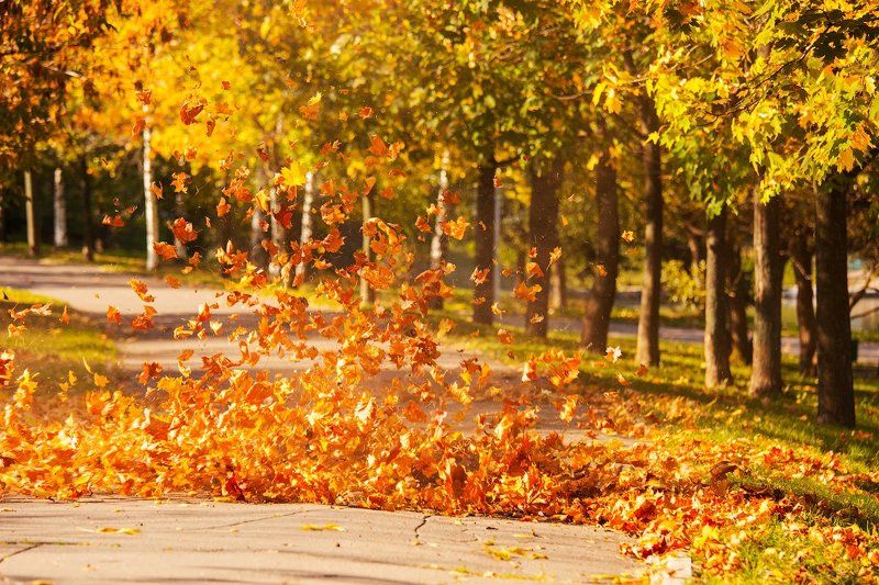 осень, москва. желтый, тепло, солнце  Закружило photo preview