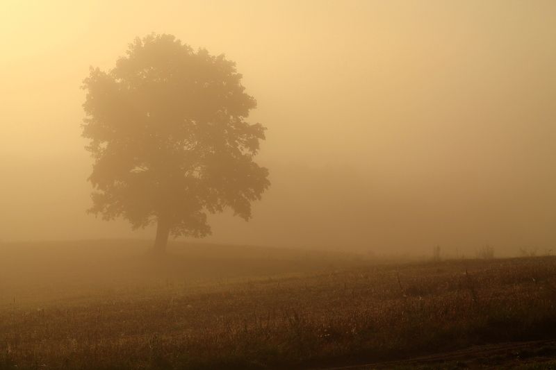 Rasa, Lithuania