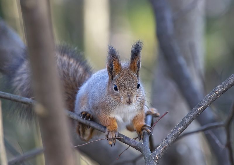 животные, белочка, парк, осень, ноябрь Любопытная белочкаphoto preview