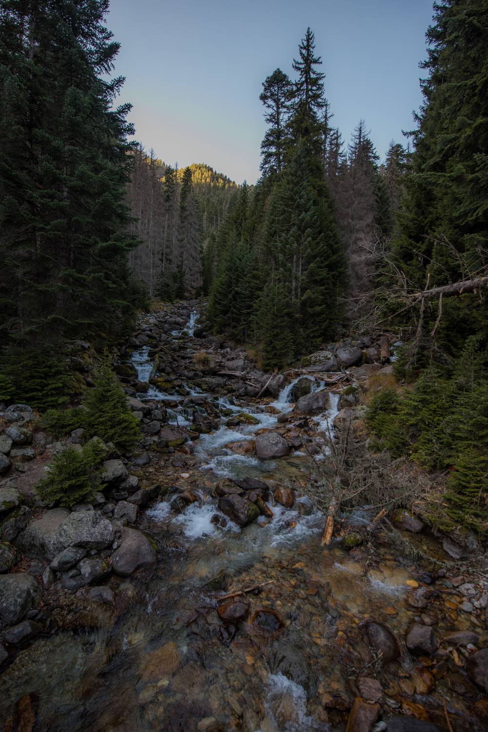 , Дмитрий Величко