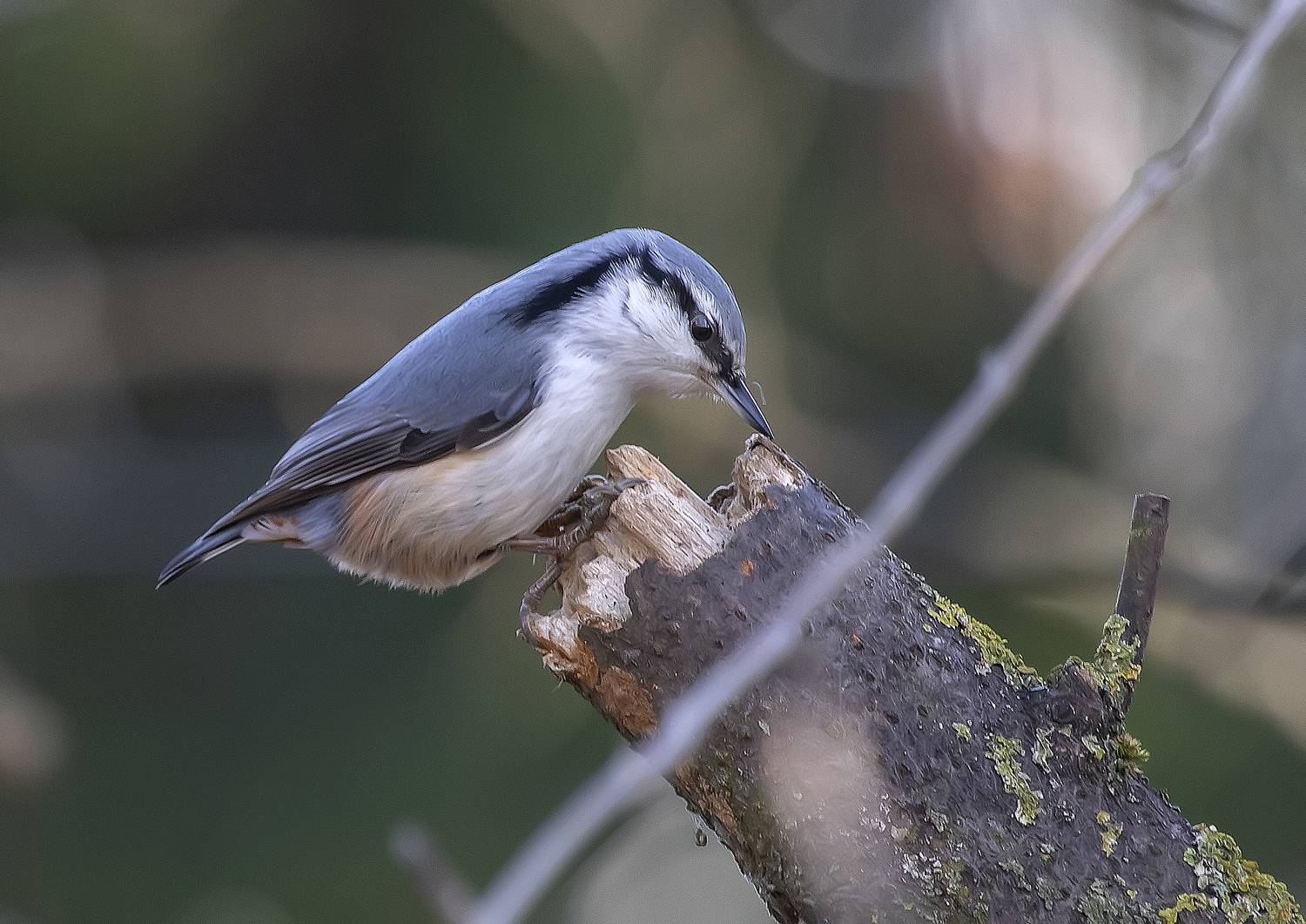 Европейский поползень. Автор: Широких Александр птицы, парк, поползень, ноябрь, Широких Александр
