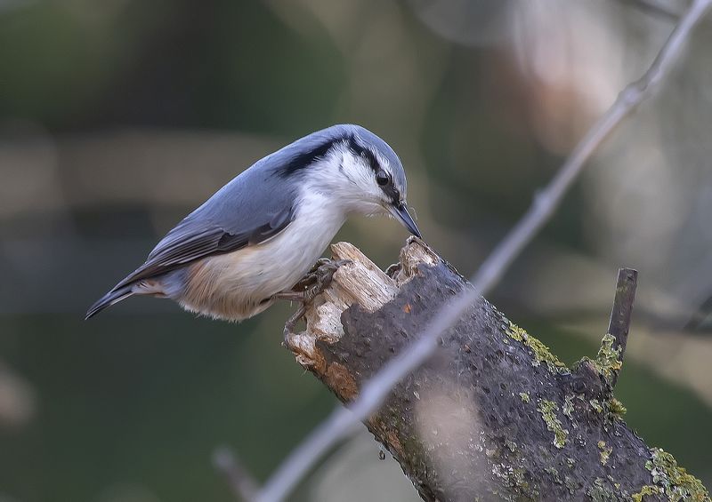 птицы, парк, поползень, ноябрь Европейский поползеньphoto preview
