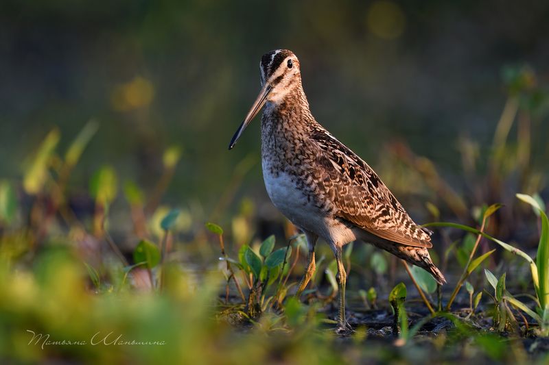 Бекасphoto preview