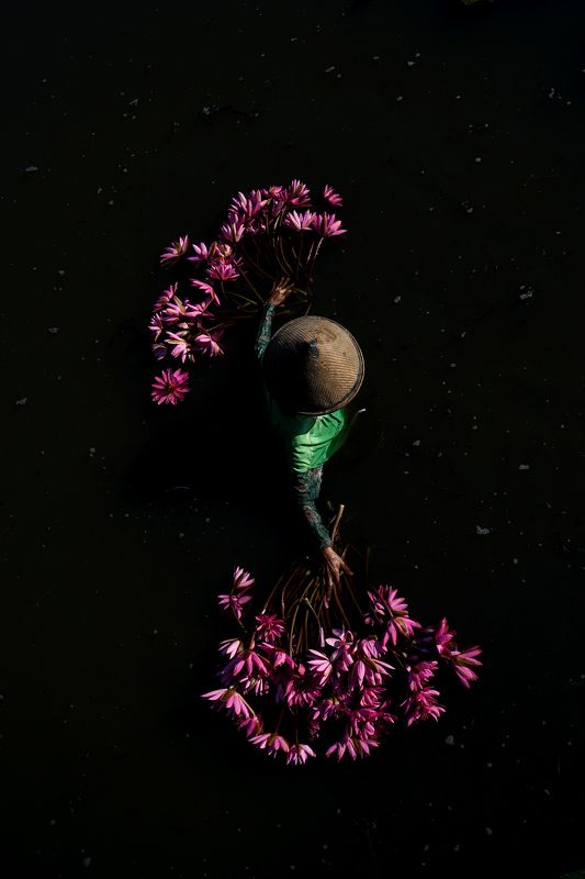 #harvest #lotus #flowers  harvest lotus flowersphoto preview