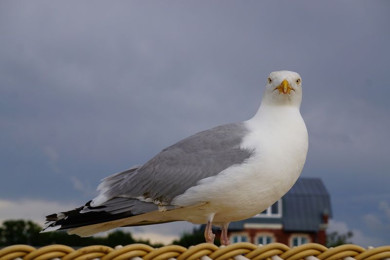 Птица  Что смотришь?photo preview