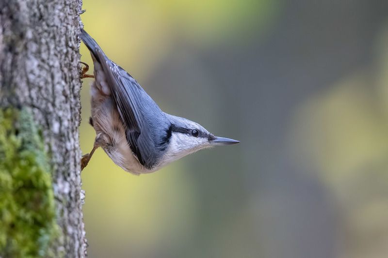 птицы, Подмосковье ***photo preview