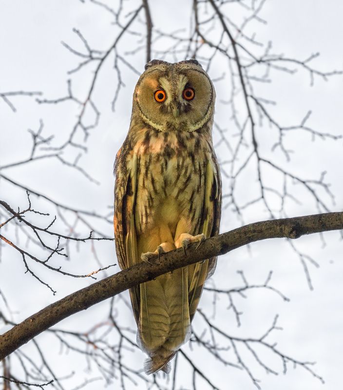 птица, сова, лес, *** фото превью