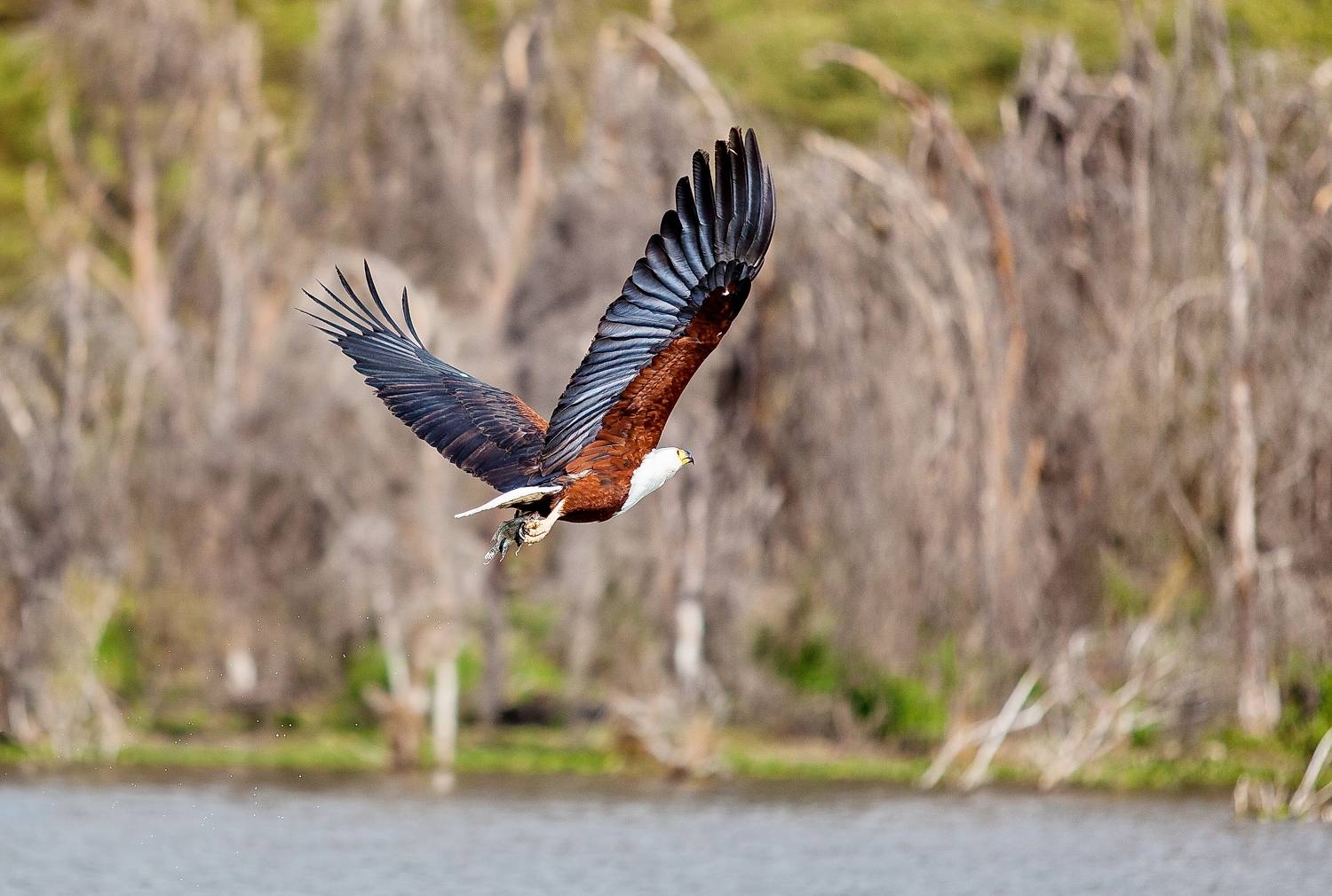 Белоголовый орлан, Lilia Tkachenko