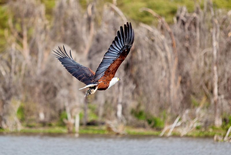 Белоголовый орлан Рыбалка photo preview