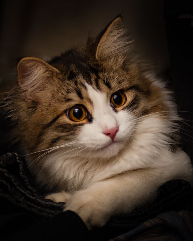 Сёма..photo preview