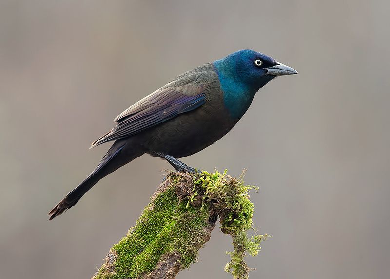 гракл, common grackle, grackle, зима Common Grackle - Обыкновенный Граклphoto preview