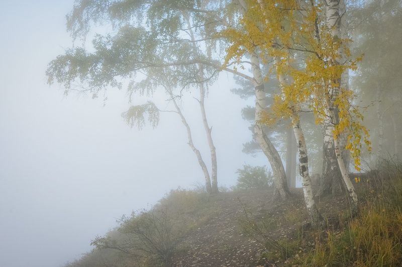 осень, октябрь, утро, туман, пейзаж, лес, дерево, листья Туман осеньюphoto preview