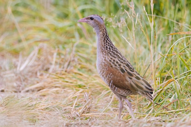 Коростельphoto preview